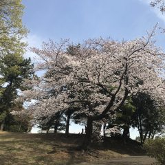 2019 八柱霊園の桜2